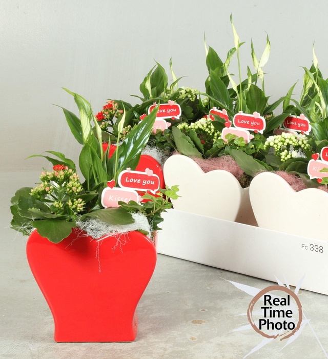 <h4>ARR KAMERPL</h4>