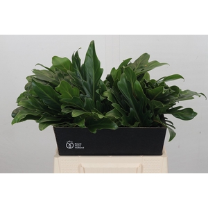 Philodendron Xanadu