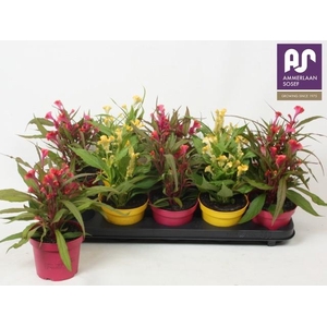 CEL CR HOT TOPIC GEM