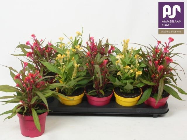 <h4>CEL CR HOT TOPIC GEM</h4>