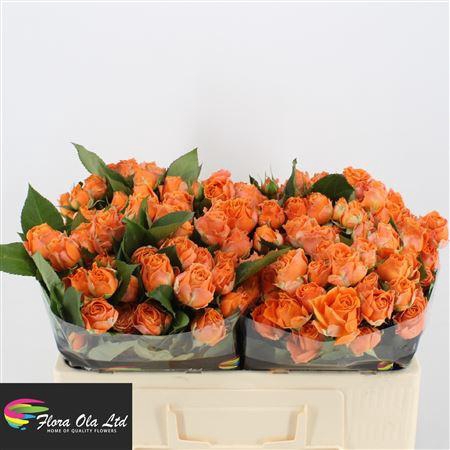 <h4>R Tr Coral Bubbles</h4>