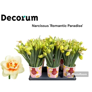 NARC DU ROMANT PARAD