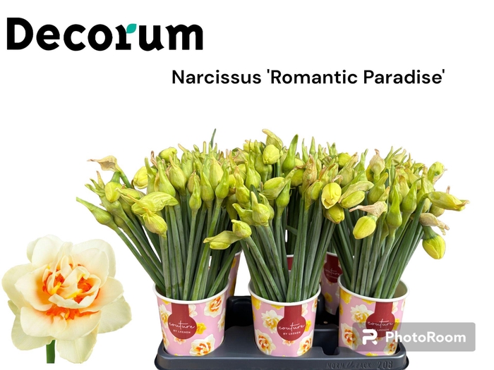 <h4>NARC DU ROMANT PARAD</h4>