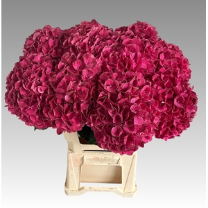 HYDR M MAG PINK RUBY