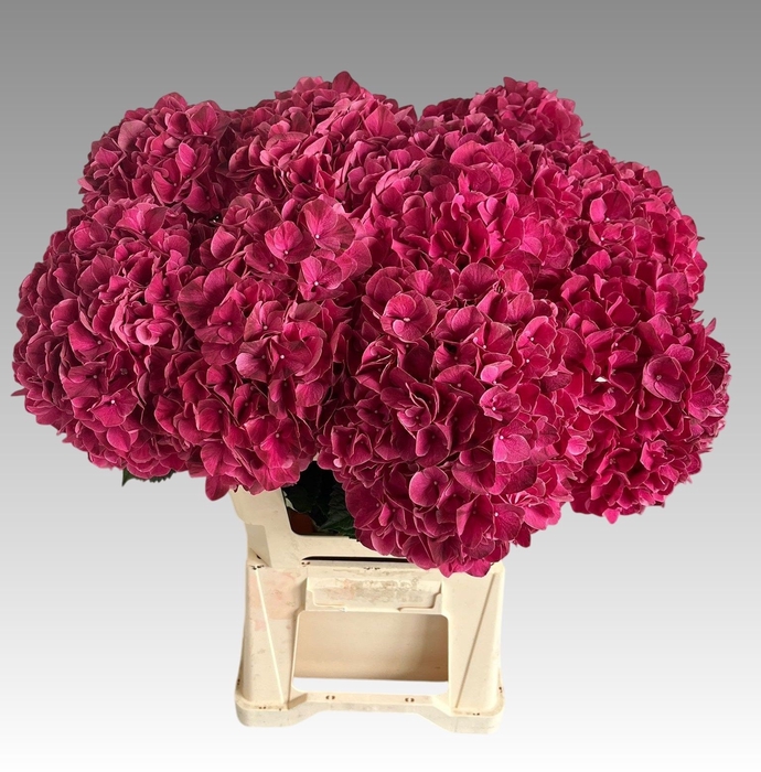 <h4>HYDR M MAG PINK RUBY</h4>