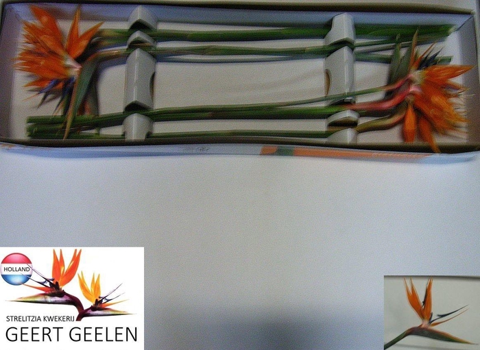 <h4>STREL REGINAE BLOEM</h4>