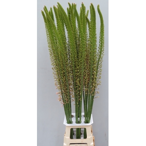 EREMURUS ROMANCE