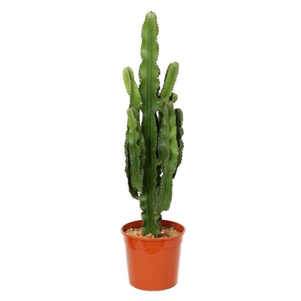 <h4>Euphorbia Erytrea 30 cm</h4>