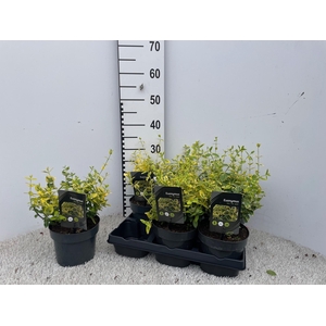 EUONYMUS FO EM GOLD