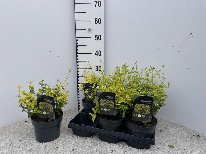 <h4>EUONYMUS FO EM GOLD</h4>