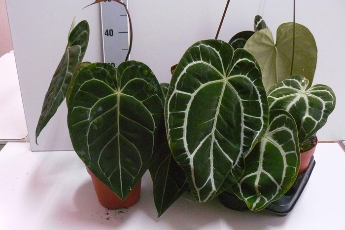 <h4>ANTHU CLARINERVIUM</h4>