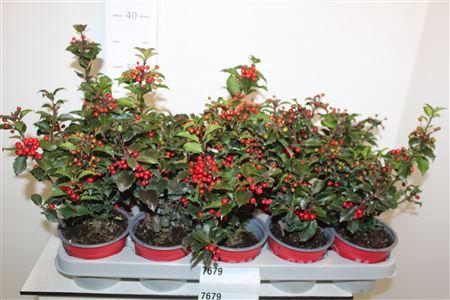 <h4>Ilex Meserveae</h4>