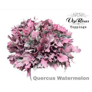 Quercus Watermelon