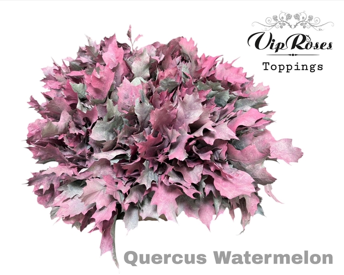 <h4>Quercus Watermelon</h4>