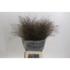 Panicum Virgatum Warrior