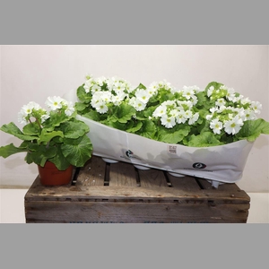 Prim Ob Sweetkis Awh White