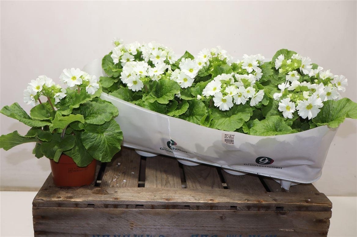 <h4>Prim Ob Sweetkis Awh White</h4>