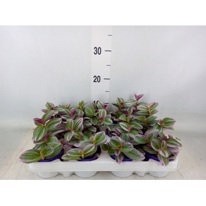 Tradescantia albif. 'Nanouk'