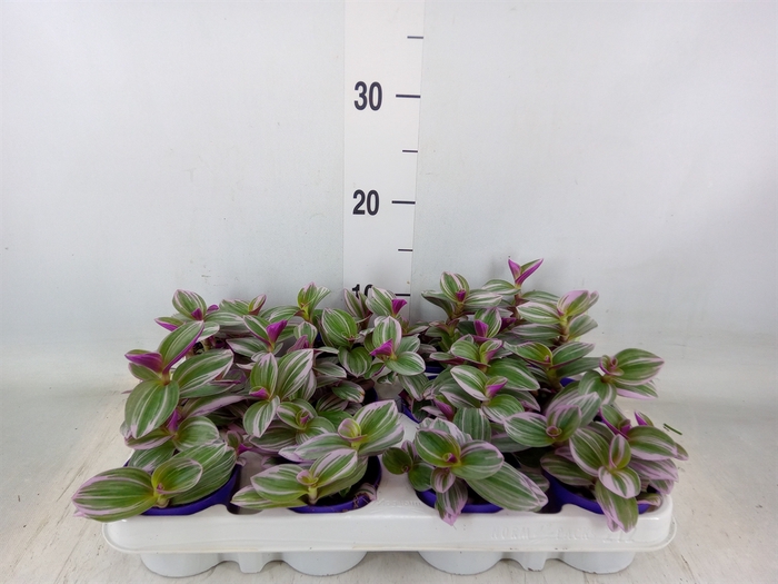 <h4>Tradescantia albif. 'Nanouk'</h4>