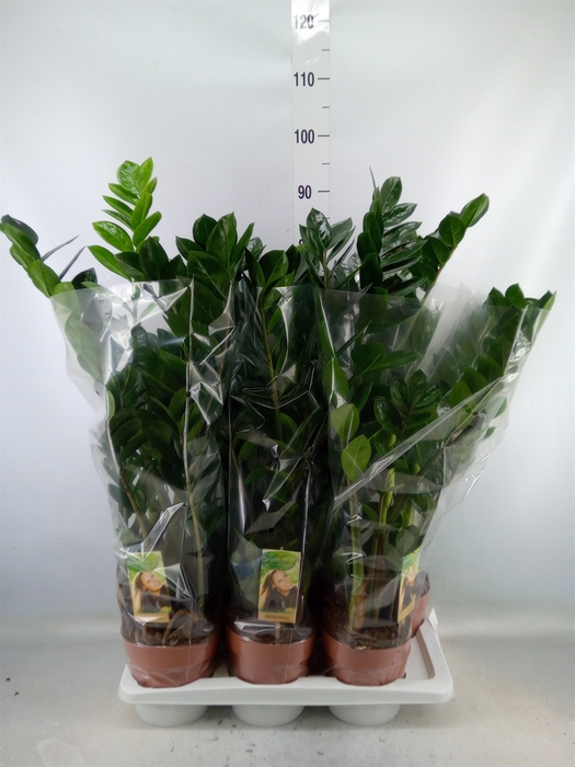 <h4>Zamioculcas zamiifolia</h4>