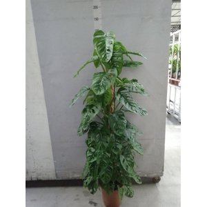 Monstera obliqua 'Monkey Mask'