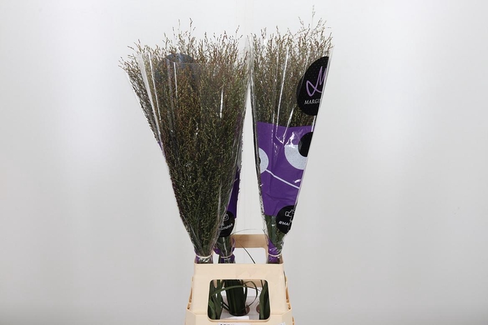 <h4>Panicum Warrior</h4>