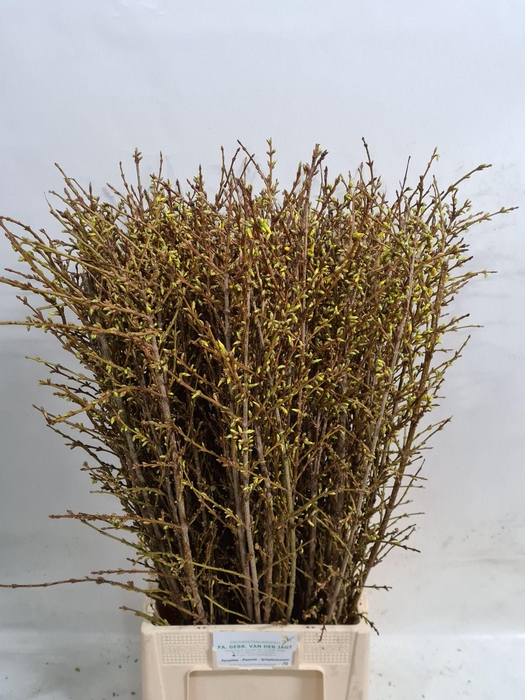 <h4>FORSY I SPECTABILIS</h4>