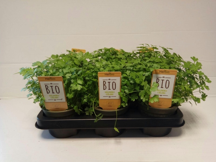 <h4>Selderij P12 HERBIO steker</h4>