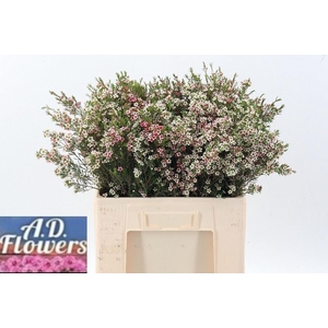 Chame Un My Sweet 16