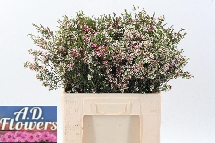 <h4>Chame Un My Sweet 16</h4>