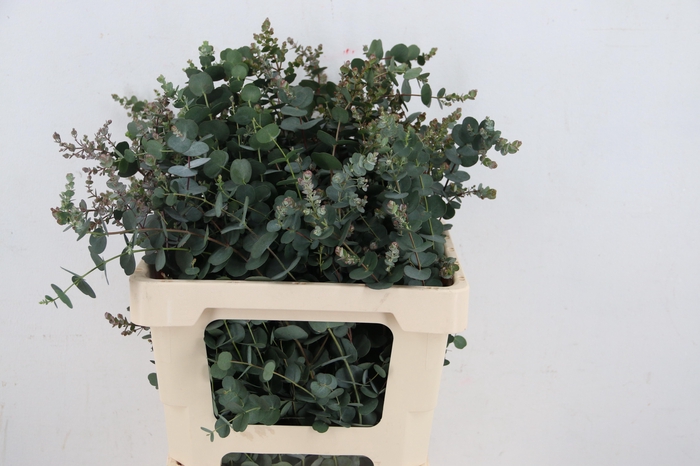 <h4>EUCA GU AZURA 060CM</h4>