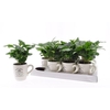 Coffea Arabica Arabica In Cups