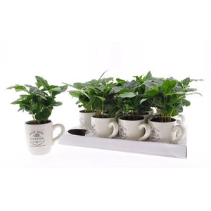 Coffea Arabica Arabica In Cups