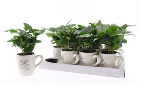<h4>Coffea Arabica In Cups</h4>