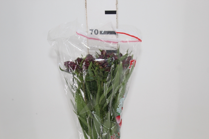 <h4>ALSTROEMERIA POMPEII 060 CM</h4>