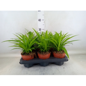 Chlorophytum com. 'Lemon'