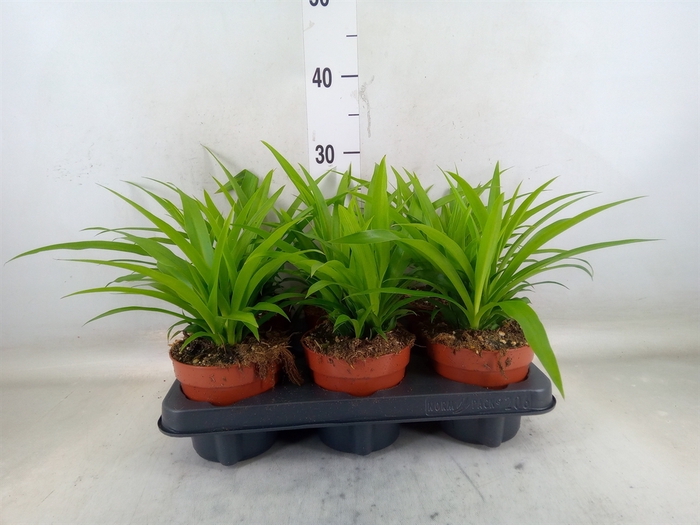 <h4>Chlorophytum com. 'Lemon'</h4>