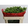 Hypericum Jungle Romance Spray