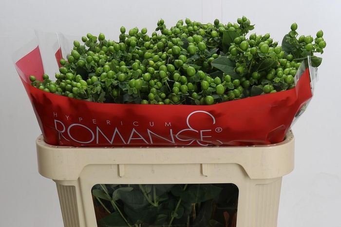 <h4>Hypericum Jungle Romance Spray</h4>