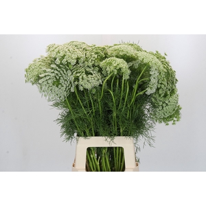 Ammi Visnaga