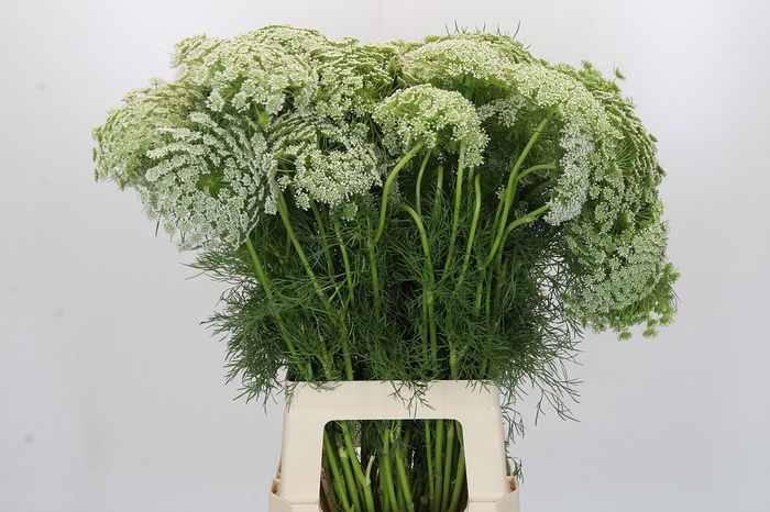 <h4>Ammi Visnaga</h4>