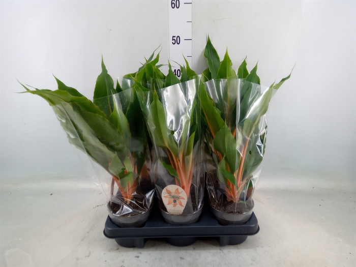 <h4>Chlorophytum orchi. 'Green Orange'</h4>