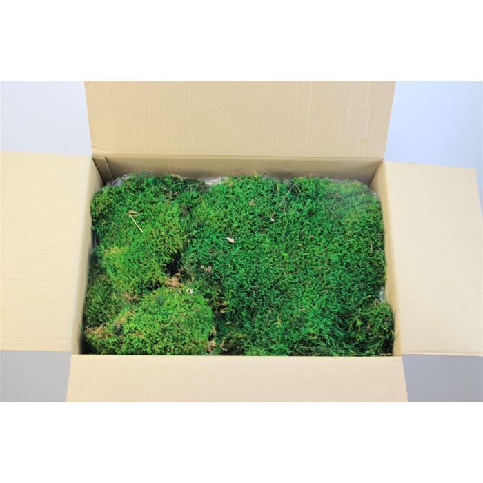 <h4>Mos Platmos Gepreserveerd 1.5m2</h4>