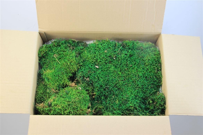 Mos Platmos Gepreserveerd 1.5m2