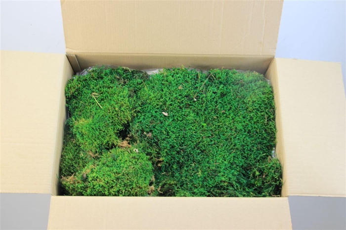 <h4>Mos Platmos Gepreserveerd 1.5m2</h4>