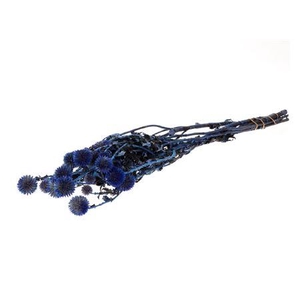 Bunch Echinops Pres.150g L60