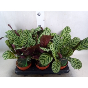 Ctenanthe burle-marxii