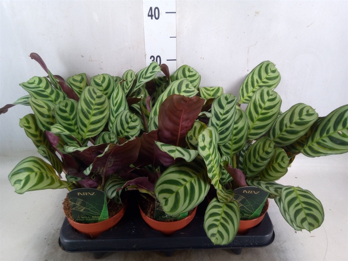 <h4>Ctenanthe burle-marxii</h4>