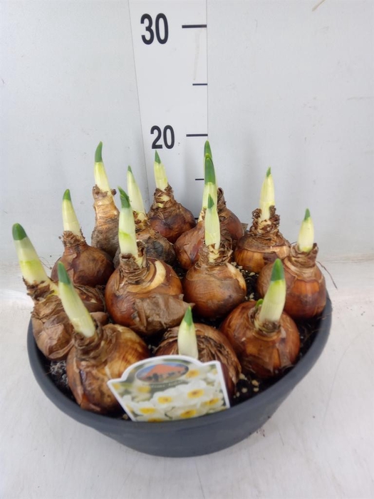 <h4>Narcissus   ...</h4>