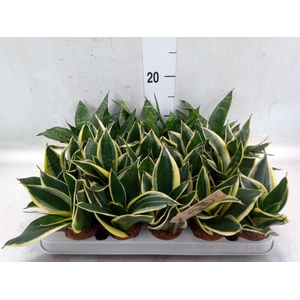 Sansevieria trifa. 'Hahnii'